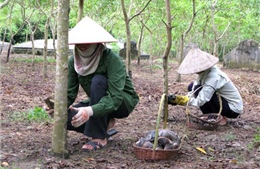 Cây sơn ta giúp xóa đói, giảm nghèo 